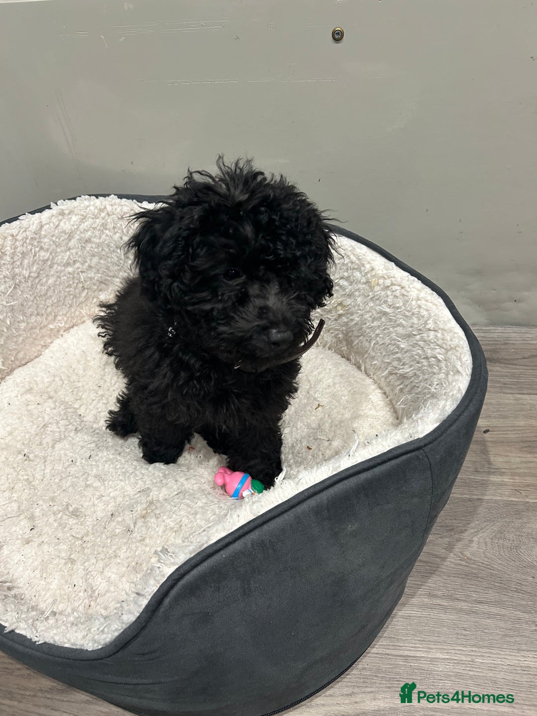 Cockapoo dogs for sale: 14 week old male cockapoo - Advert 2