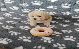 Maltipoo dogs for sale:  Maltipoo puppies  mix litter - Image 18