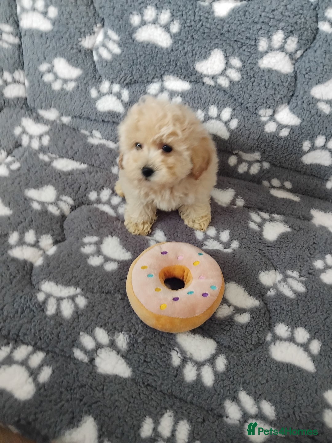 Maltipoo dogs for sale:  Maltipoo puppies  mix litter - Image 18