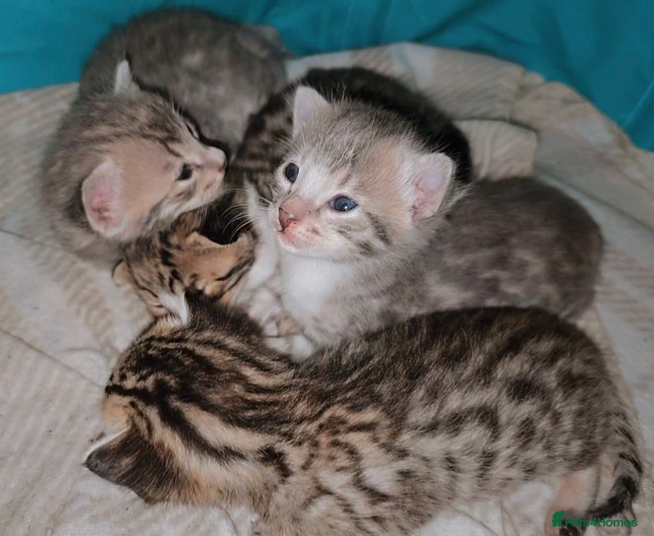 Bengal cats 🐾 Show-Stopping Savannah x Bengal  🐆 - Advert 1