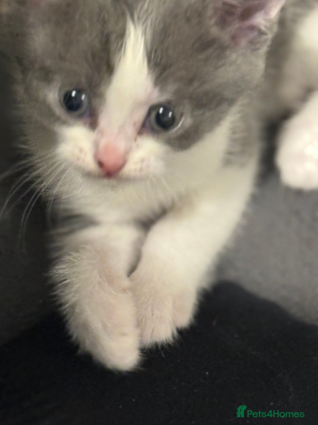 Mixed Breed cats for sale: 🤩🤩 10 beautifull fur babies 🤩🤩 - Advert 19