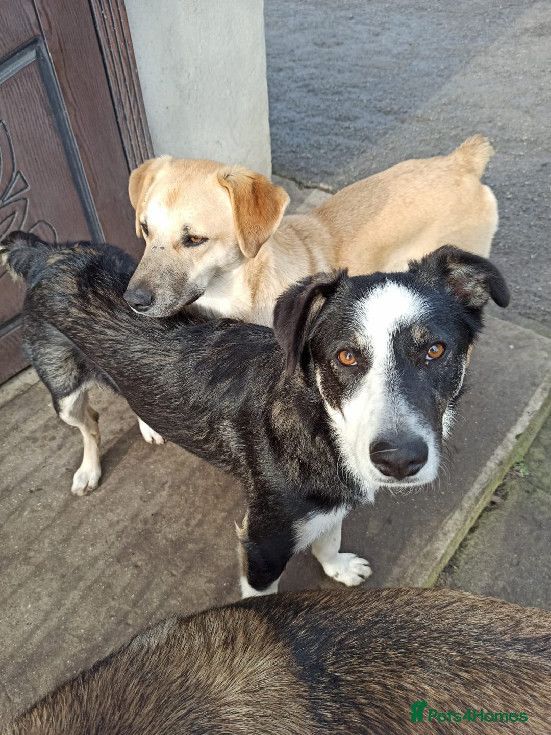 Mixed Breed dogs for adoption: 💙🐶 BENNY 🐶💙 - Image 13