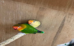Budgerigars birds for sale: Dutch ressive pieds & love birds  - Image 4