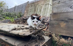 European cats for sale: Adorable Tuxedo Longhair Kittens  - Image 9