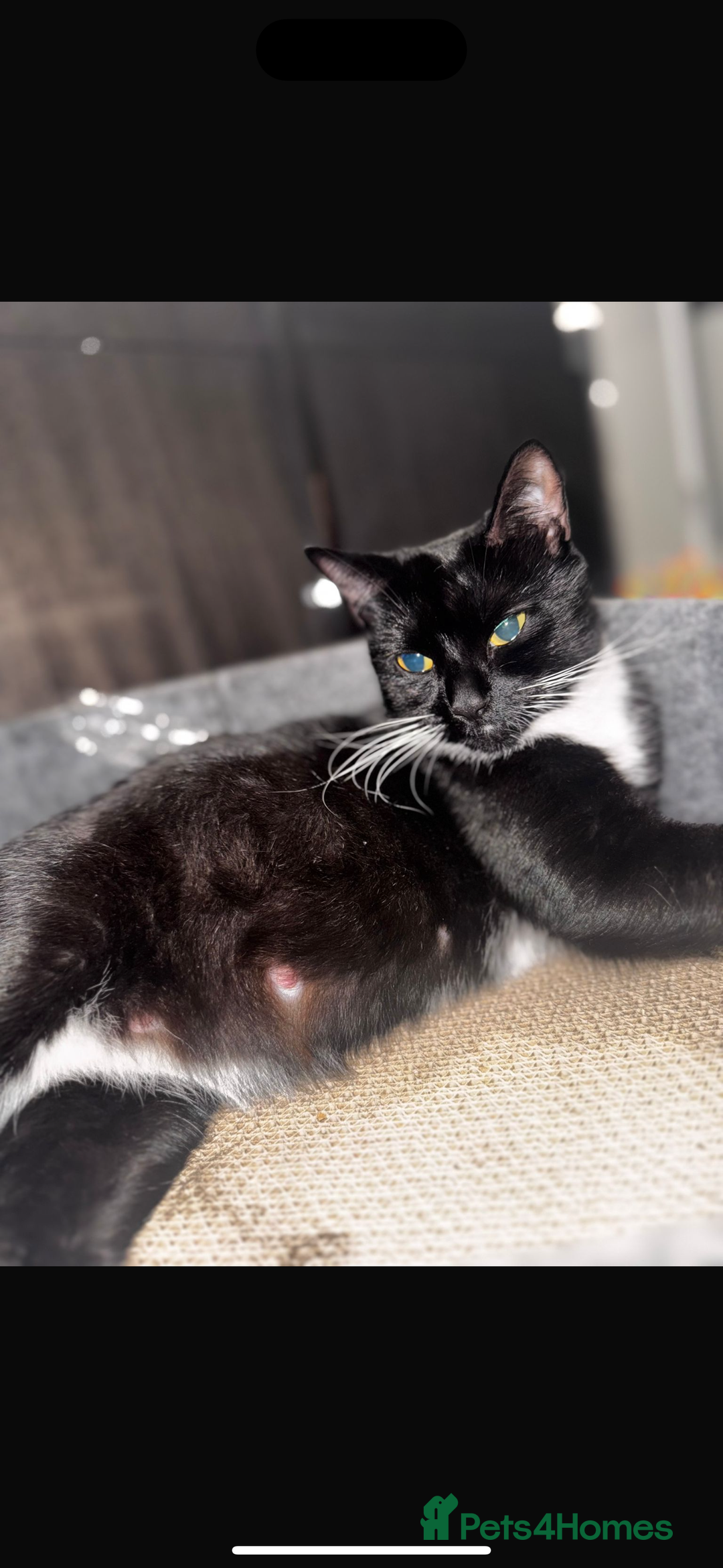 Mixed Breed cats for sale: 🐾 Adorable Kittens for Sale 🐾 - Advert 2