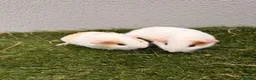 Guinea Pig rodents for sale: Beautiful baby boars  - Advert 1