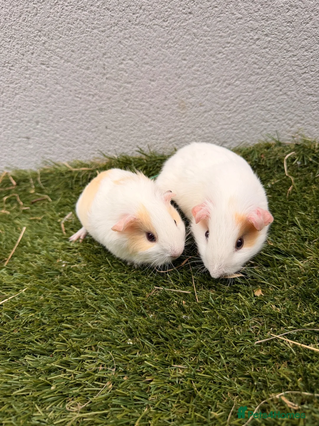 Guinea Pig rodents for sale: Beautiful baby boars  - Advert 1