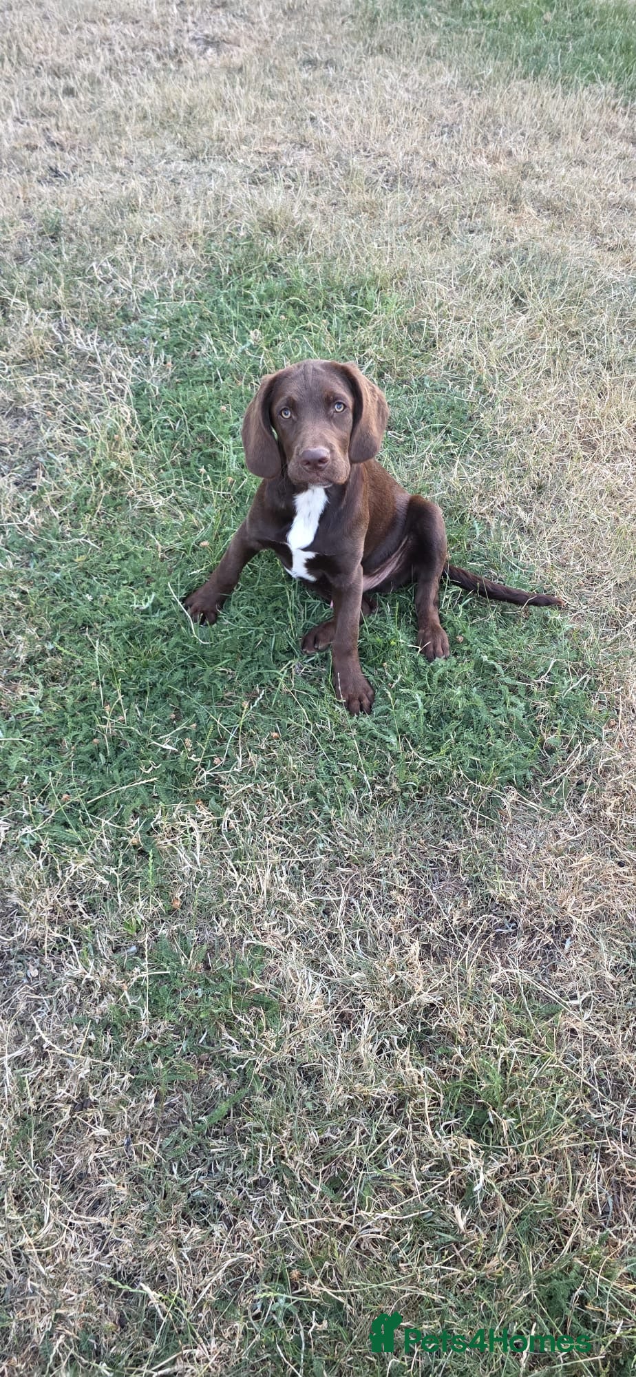 Springador dogs Male springador for sale - Advert 2