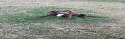 Springador dogs for sale: Male springador for sale - Advert 2