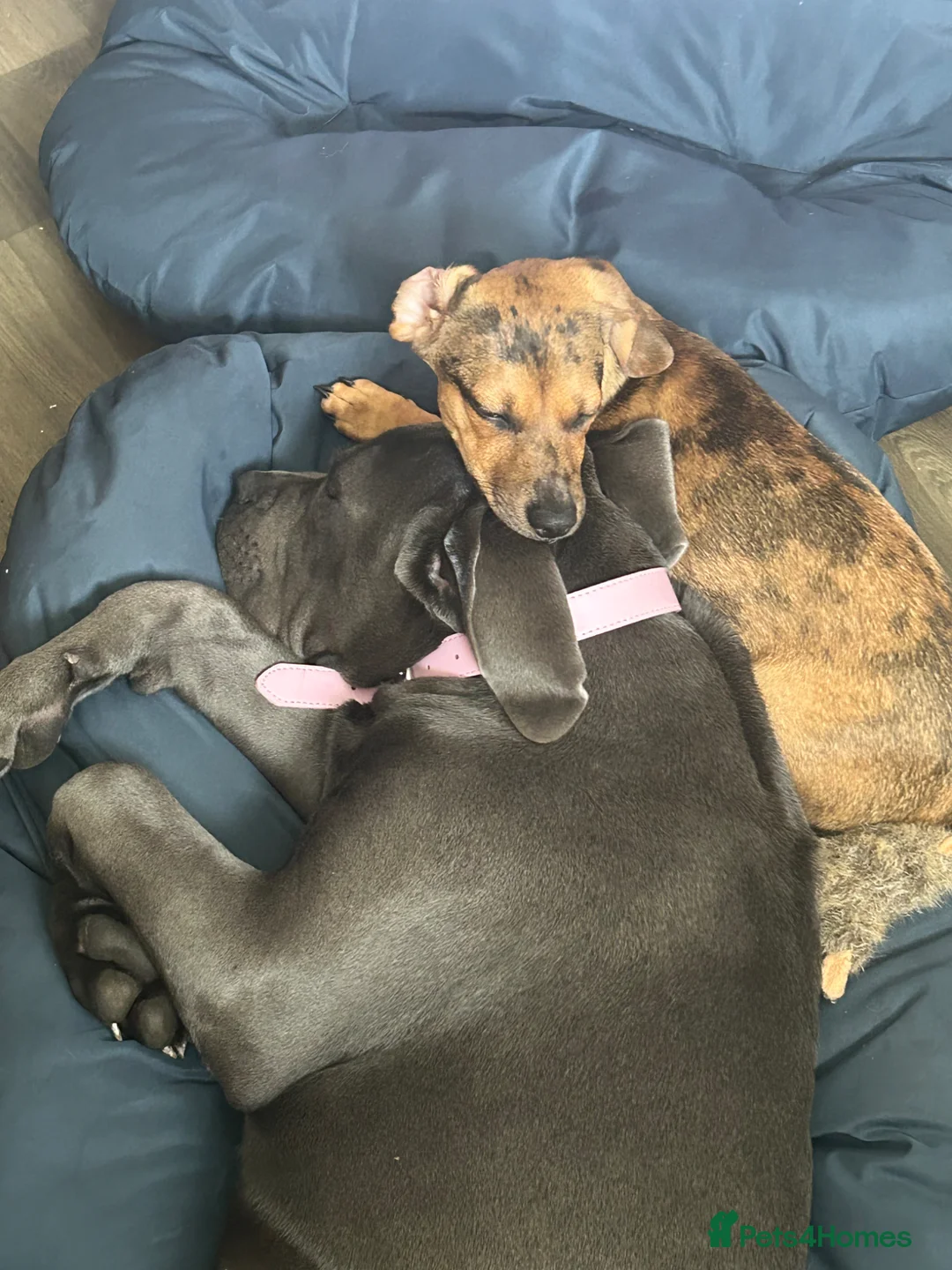 Cane Corso dogs for sale: Cane Corso  in Livingston - Advert 2