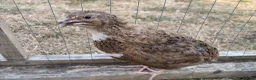 Quail poultry for sale: Piebald and Mixed Colours Coturnix Quails  - Advert 7