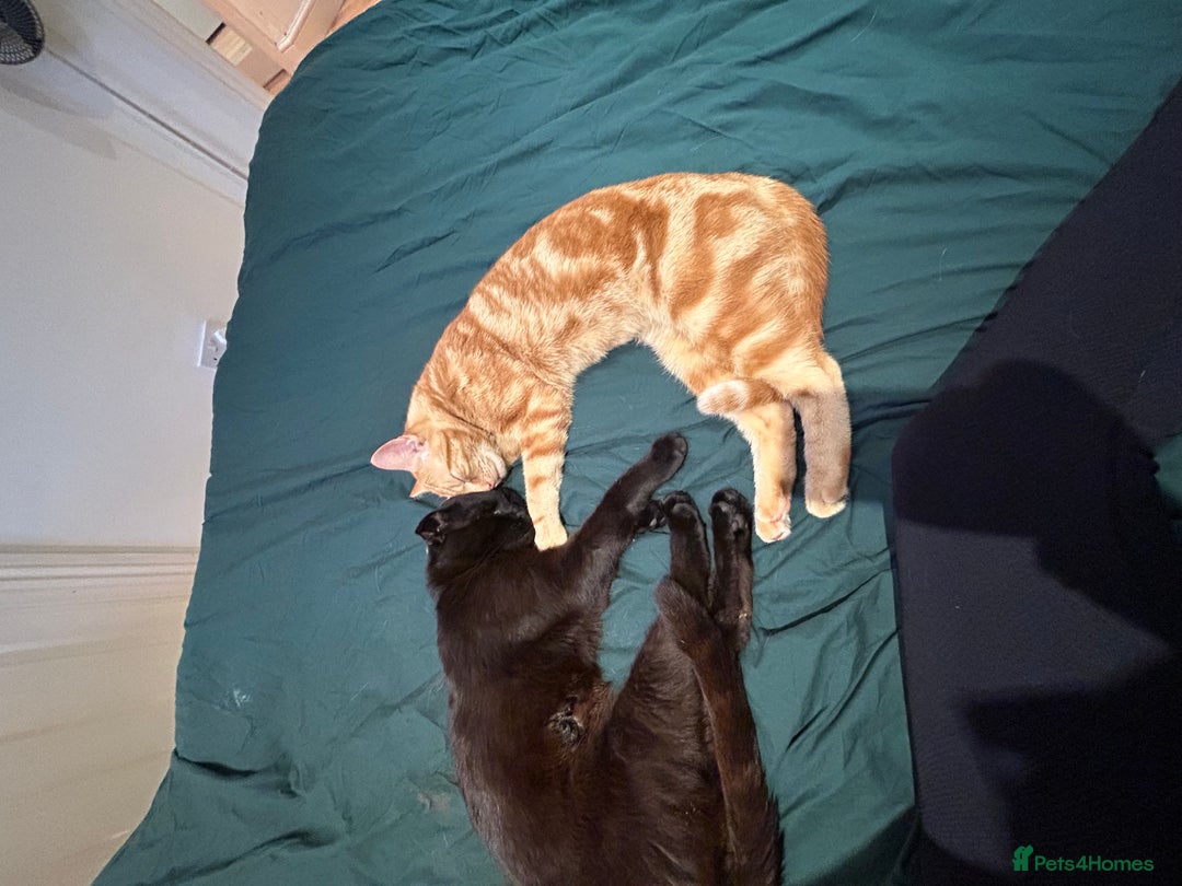 Domestic Shorthair cats for sale: Shorthair mix - Image 4