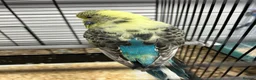 Budgerigars birds for sale: 2 female budgies  - Advert 6