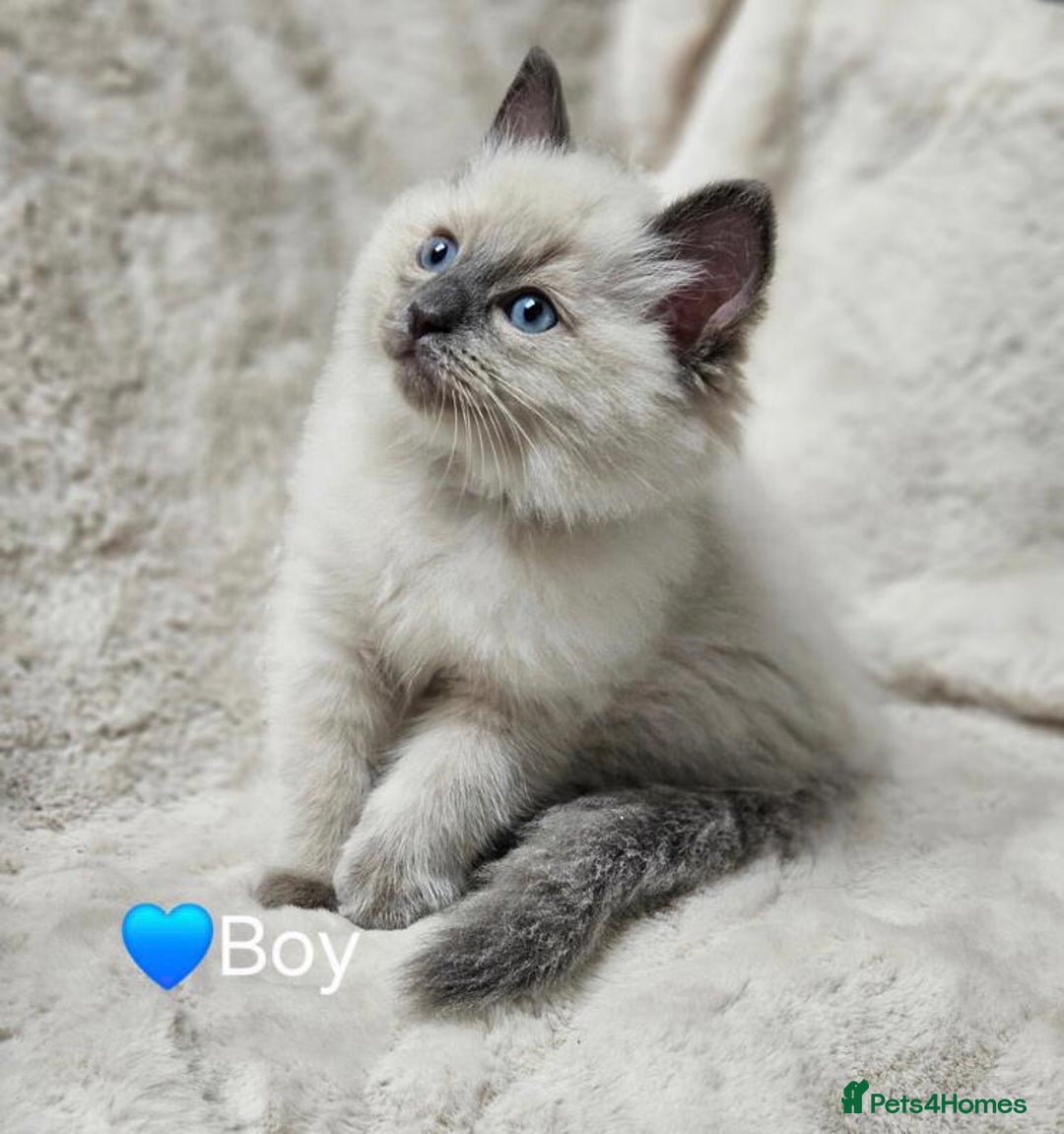 Ragdoll cats for sale: Beautiful Ragdoll Kittens  - Advert 4