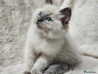 Ragdoll cats Beautiful Ragdoll Kittens - Advert 1