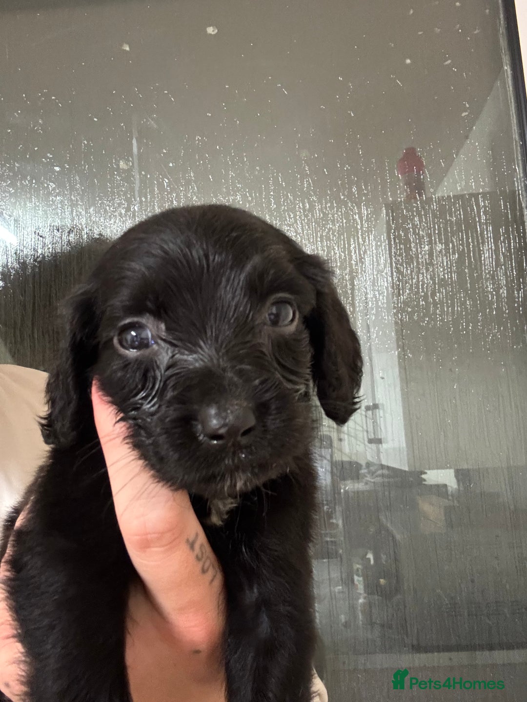Springador dogs for sale: 9 Beautiful Springador Puppies - Image 14