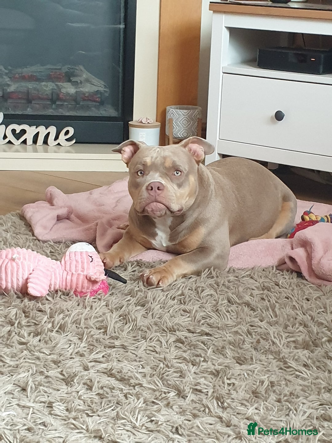 American Bully dogs for sale: ABKC POCKET BULLY LILAC TRI 2PAC DAUGHTER 🤠 LINES - Advert 4