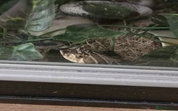 Snake reptiles for sale: 2 male hognose snakes  - Image 4
