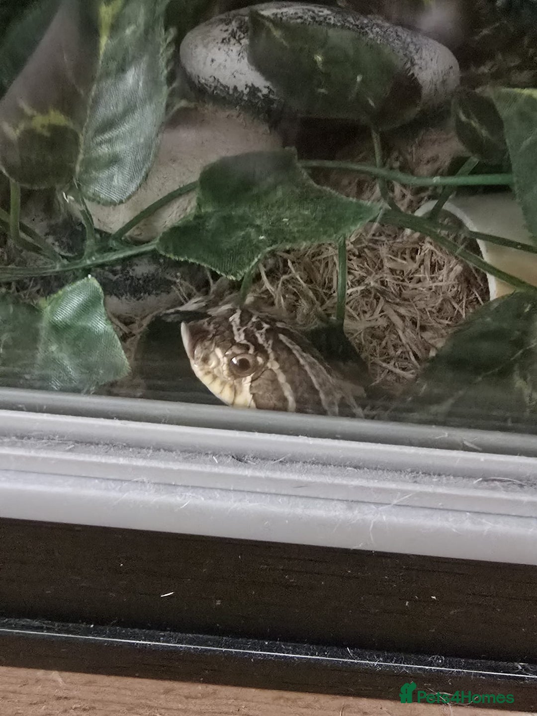 Snake reptiles for sale: 2 male hognose snakes  - Image 4