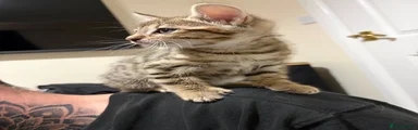 Bengal 4