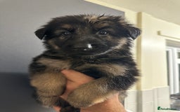 German Shepherd dogs for sale: German shepherd  - Image 19