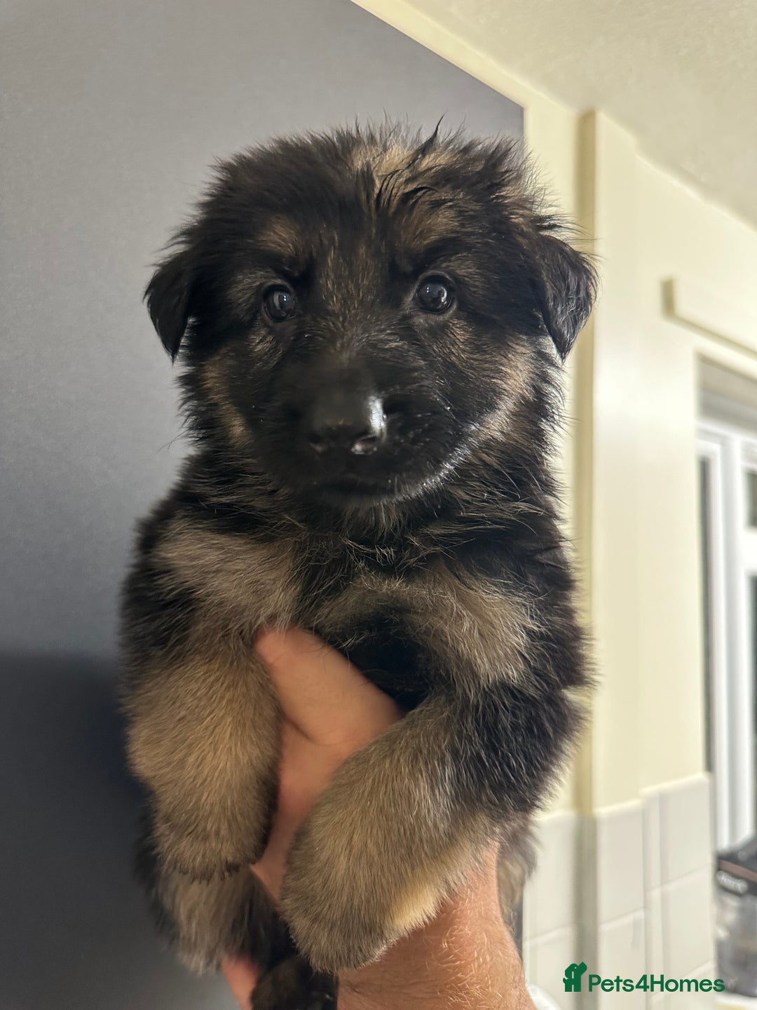 German Shepherd dogs for sale: German shepherd  - Image 19