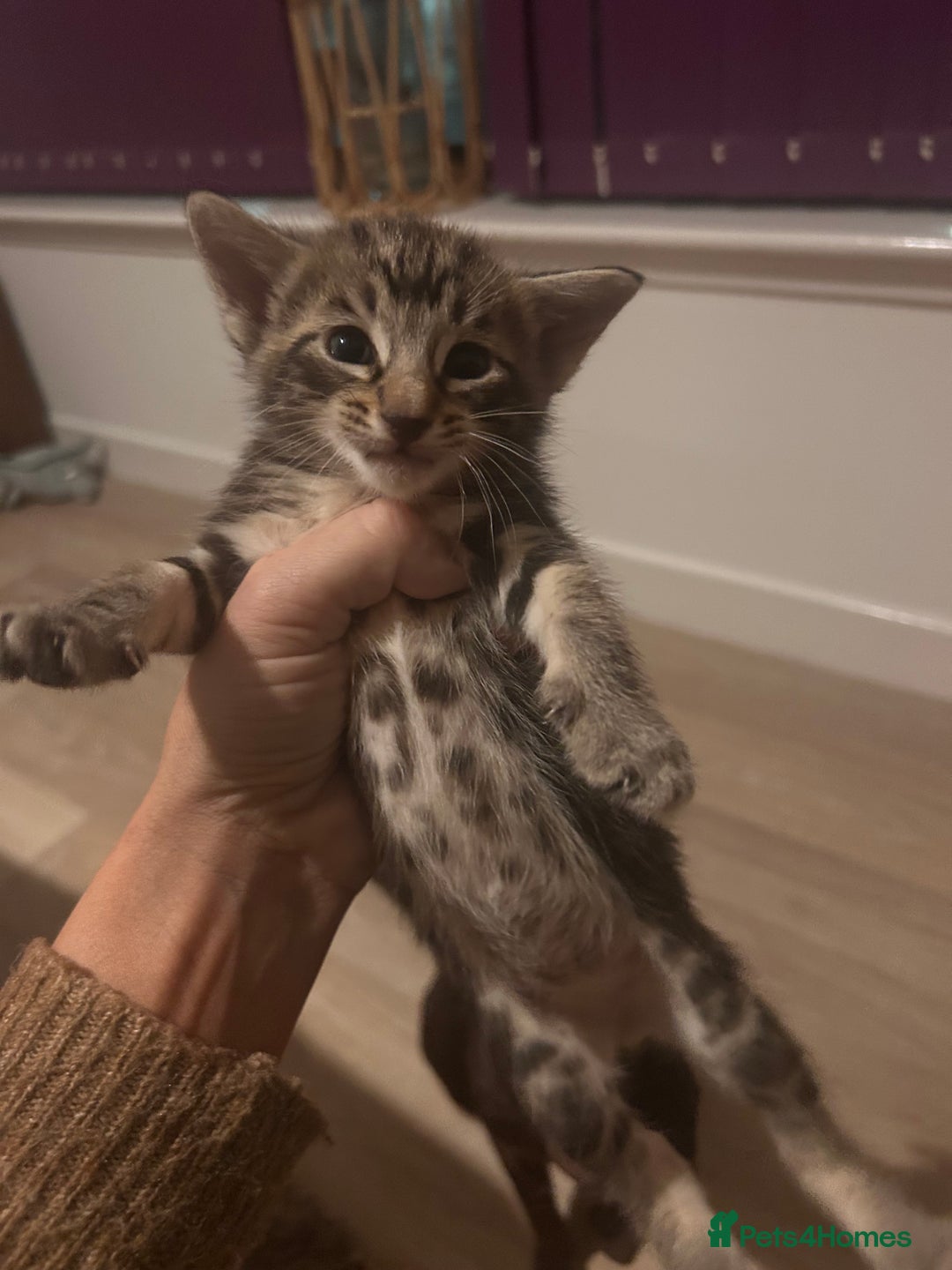 Oriental cats for sale: Oriental/ Siamese kittens  - Advert 9