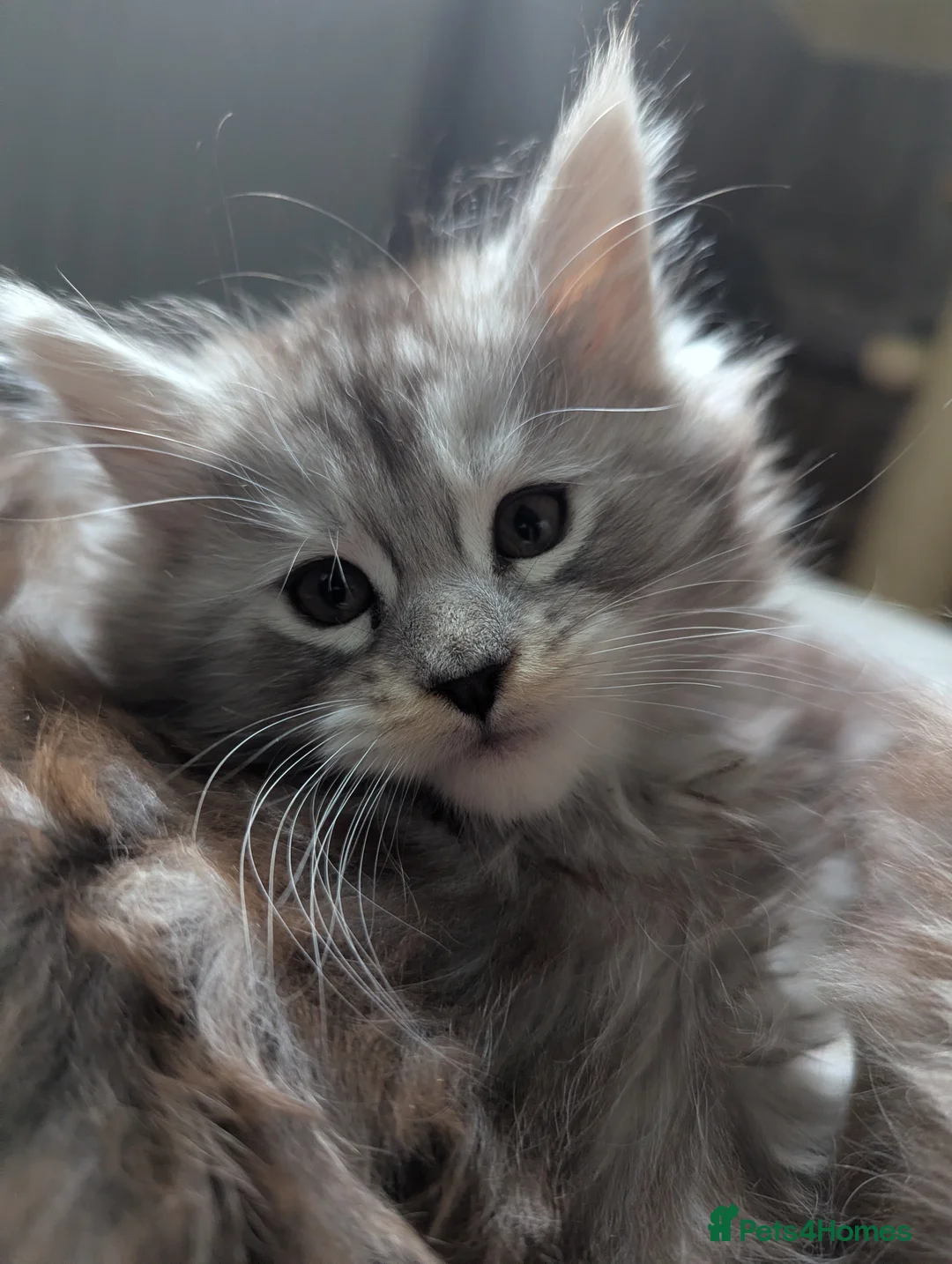 Maine Coon cats for sale: Stunning Maine coon girls *only 2 remaining* - Advert 1