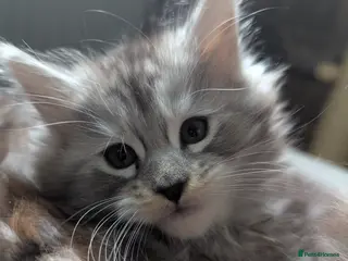 Maine Coon cats Stunning Maine coon girls *only 2 remaining* - Advert 12