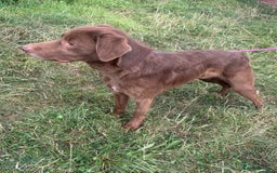 Mixed Breed dogs for adoption: Max * Labrador x Sprollie *240781 - Image 6