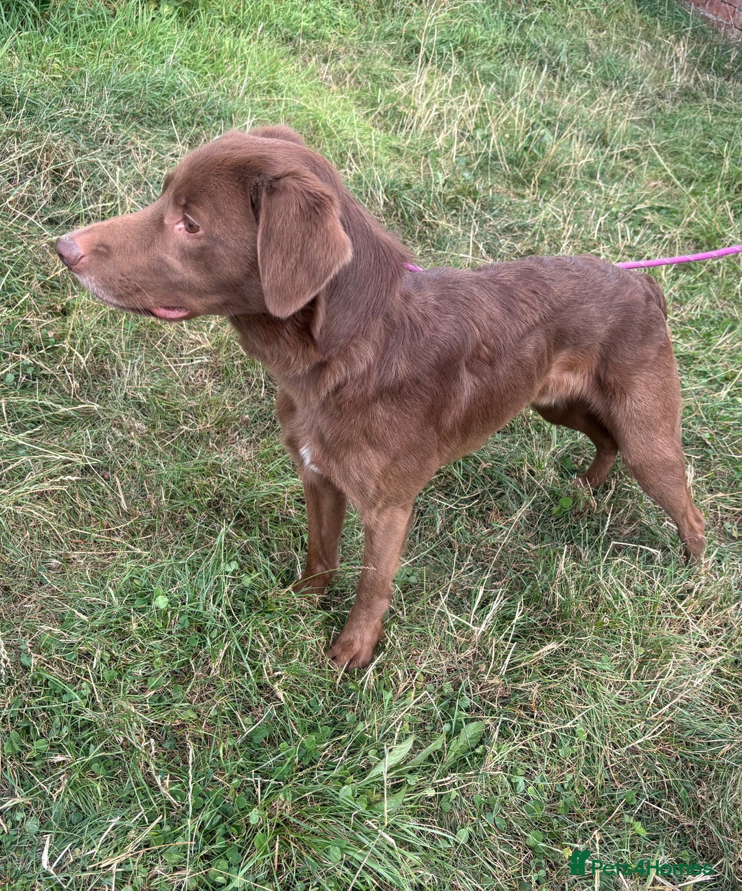 Mixed Breed dogs for adoption: Max * Labrador x Sprollie *240781 - Image 6