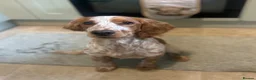 Cocker Spaniel dogs for sale: Gorgeous 8 month old female cocker spaniel - Advert 3