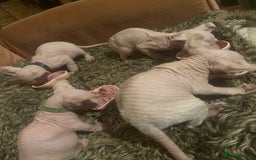 Sphynx cats for sale: Elf albino sphynx male kittens  - Advert 6