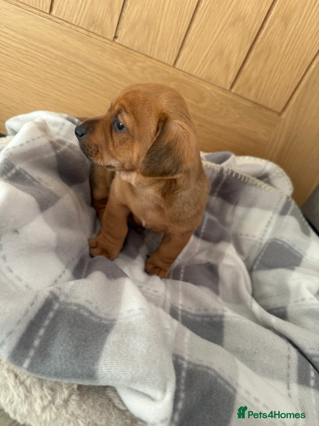 Chiweenie dogs for sale: Beautiful Chiweenie Pups For Sale - Advert 12