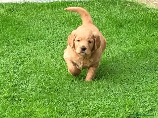 Goldendoodle dogs Stunning Male Goldendoodle - Advert 1