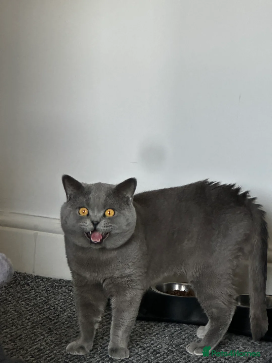 British Shorthair cats for stud: GCCF reg blue British Shorthair for stud - Advert 6