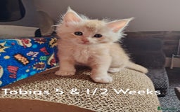 Maine Coon cats for sale: Home raised stunning Mainecoon boys. - Image 31