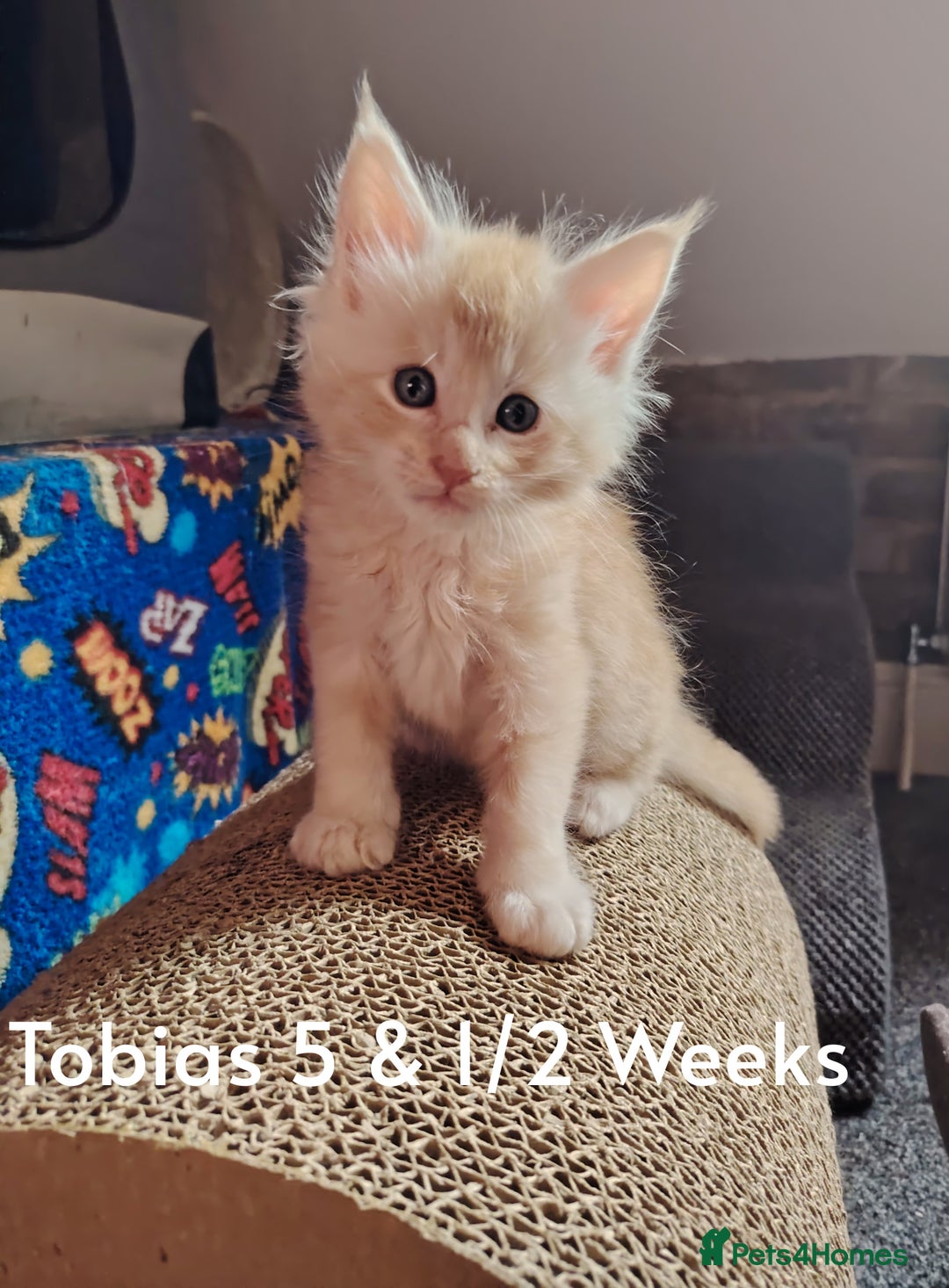 Maine Coon cats for sale: Home raised stunning Mainecoon boys. - Image 31