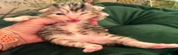 Mixed Breed cats for sale: 5 fabulous kittens for sale… - Advert 27