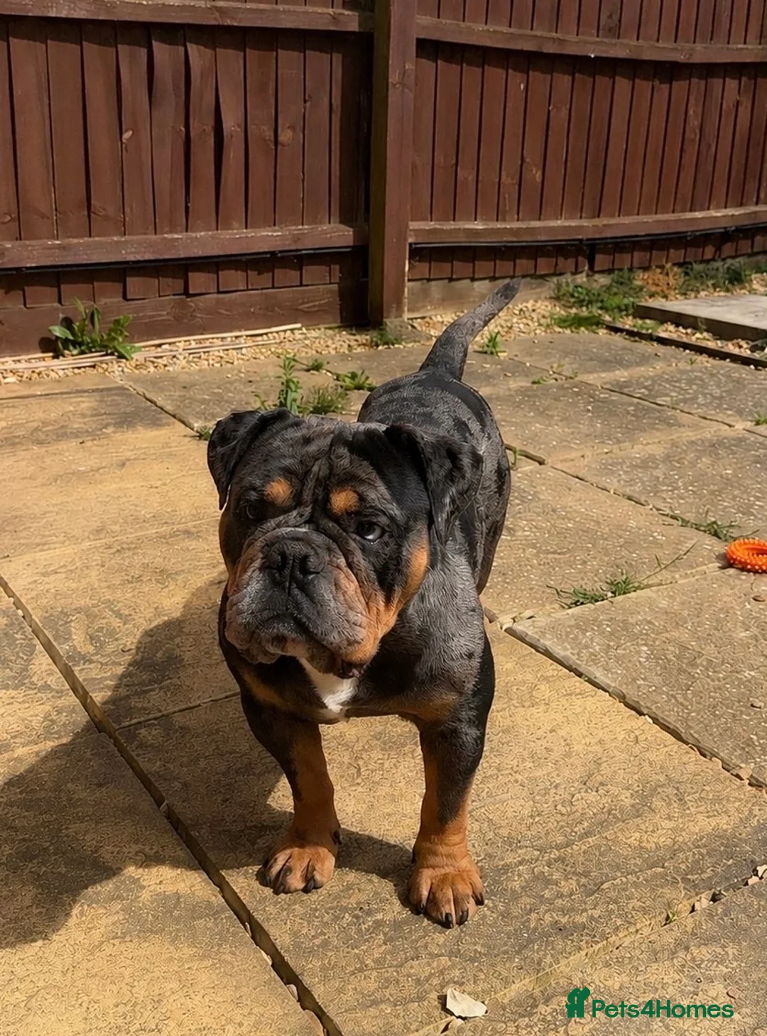 English Bulldog dogs for stud: 💎BLUE MERLE BULLDOG💎 - Advert 2
