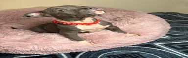 American Bully 6