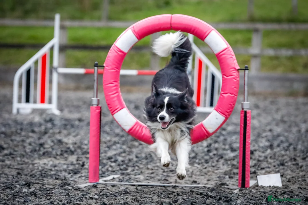Border Collie dogs for stud:  Kc registered very successful show, agility dog - Advert 5