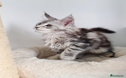 Maine Coon cats for sale: PEDIGREE MAINE COON KITTENS 5 BOYS - Image 27