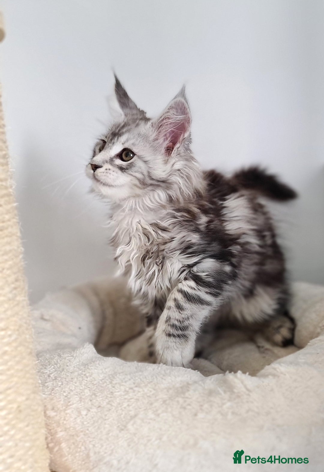 Maine Coon cats for sale: PEDIGREE MAINE COON KITTENS 5 BOYS - Image 27