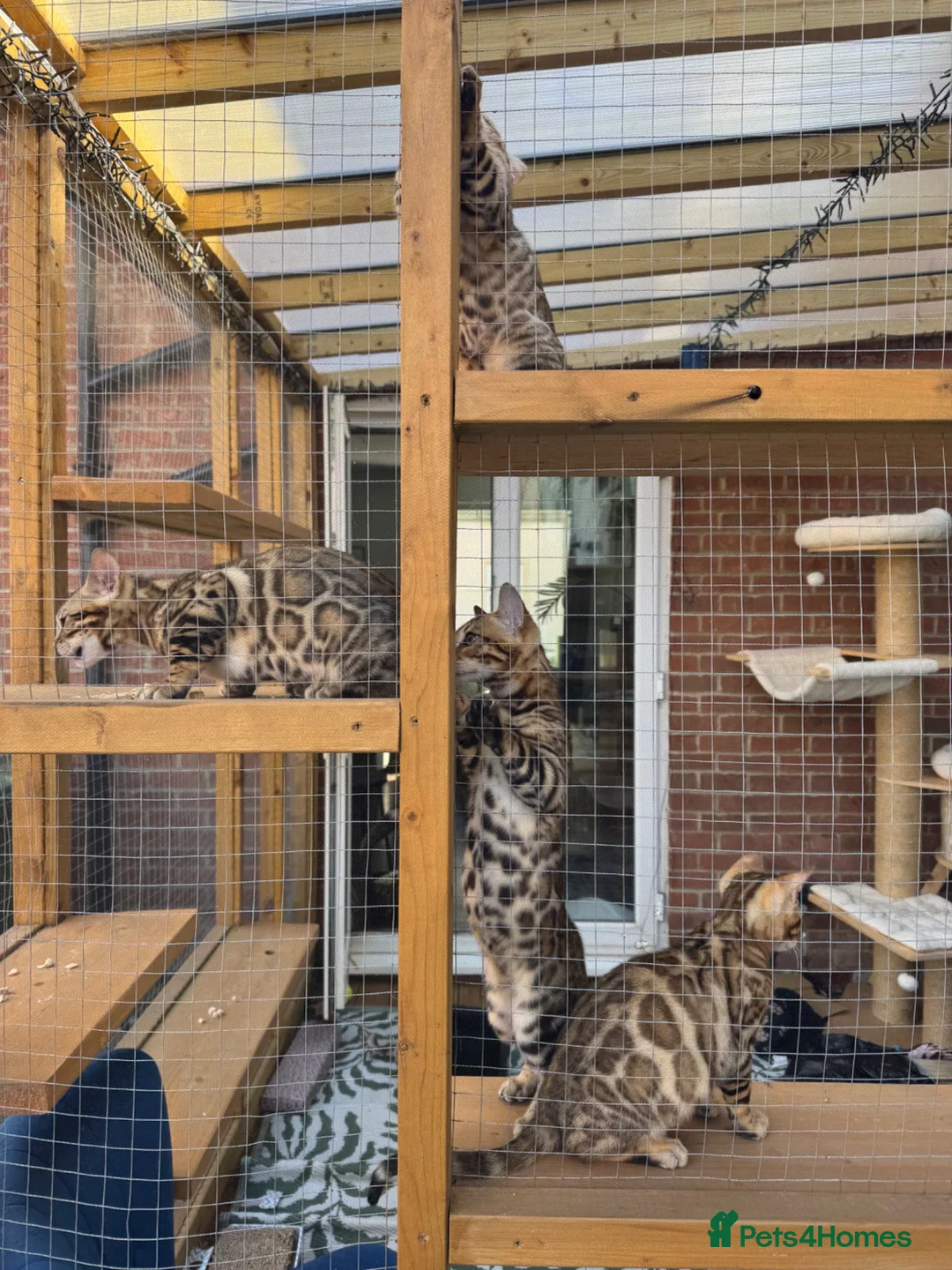Bengal cats for sale: Gorgeous Bengal kittens, available now 💙🩷 - Advert 21