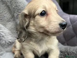 Miniature Dachshund dogs Shaded cream miniature dachshund girl - Advert 11