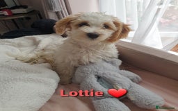 Maltipoo dogs for sale: 6 Pedigree Club registered Maltipoo puppies - Image 23
