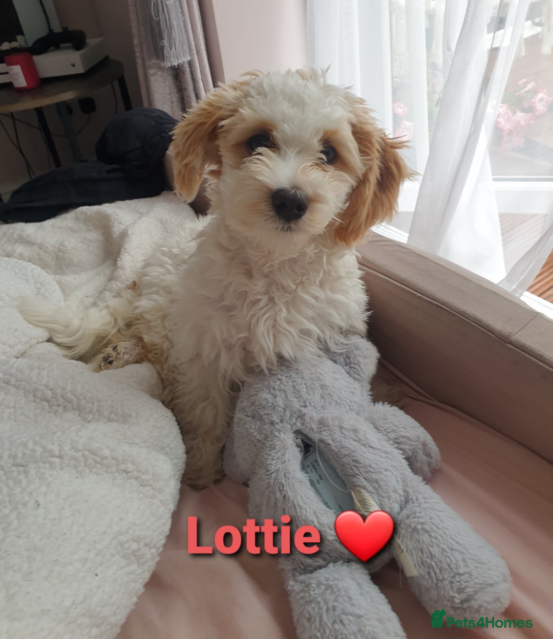Maltipoo dogs for sale: 6 Pedigree Club registered Maltipoo puppies - Image 23