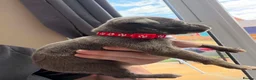 Mixed Breed dogs for sale: Whippet terrier X Cane corso - Advert 18