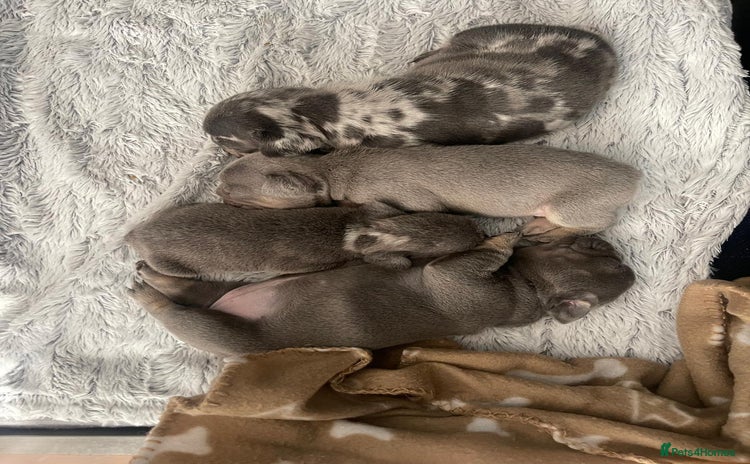 French Bulldog dogs - Advert 1